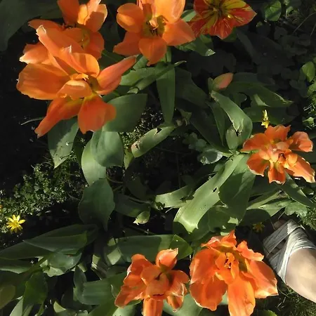 Frühstückspension Le Jardin D'eden - Ferme Provisoirement Giverny